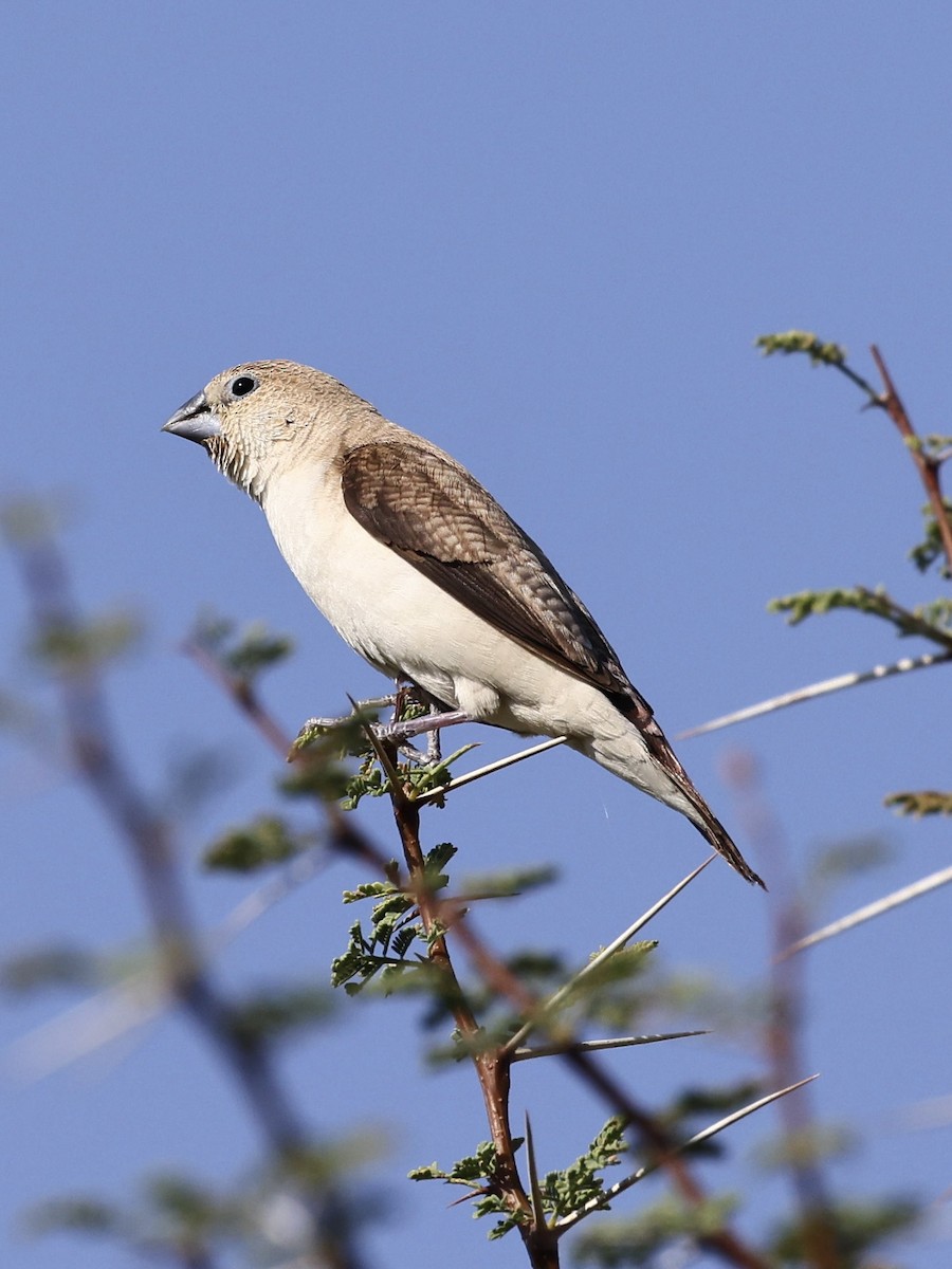 African Silverbill - ML644397327
