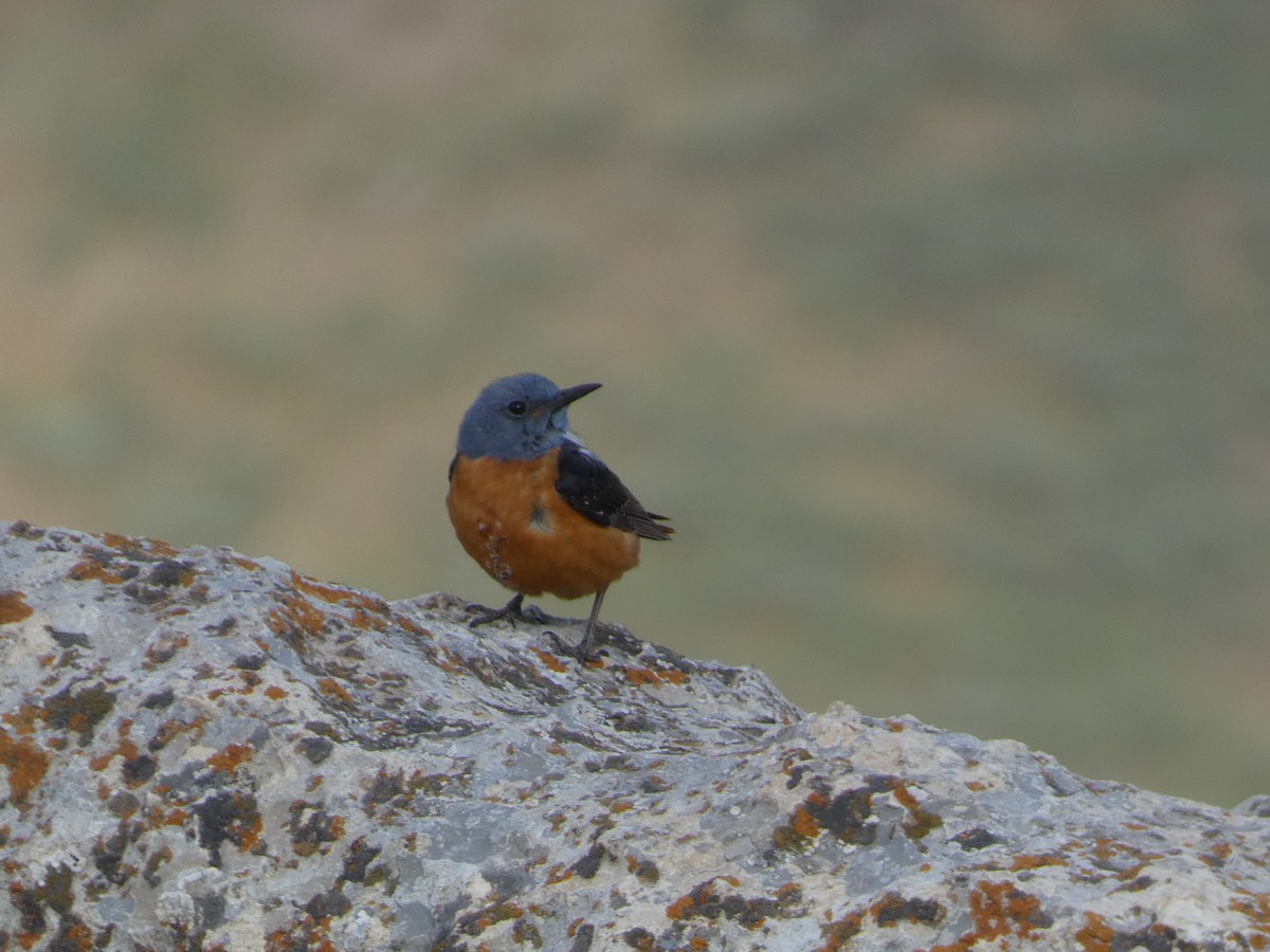 Rufous-tailed Rock-Thrush - ML644397328