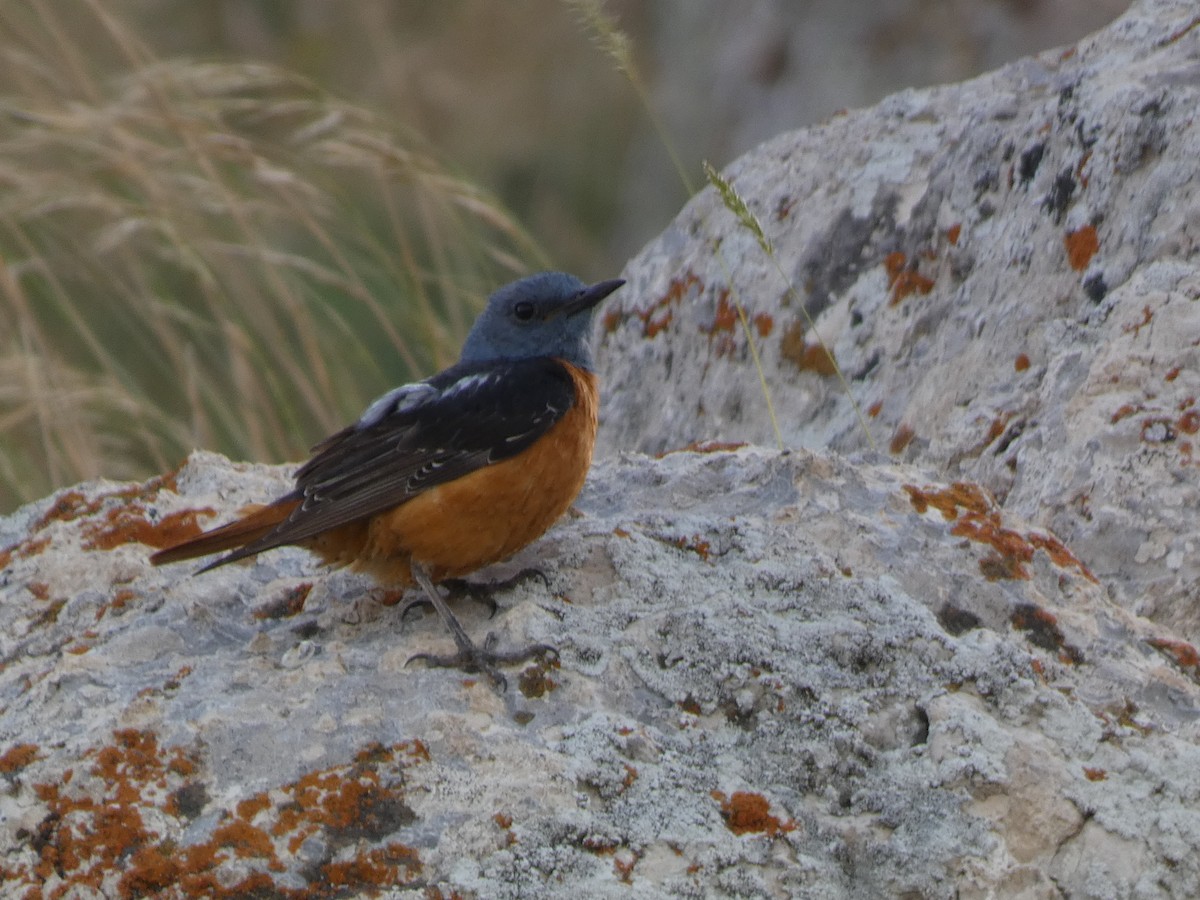 Rufous-tailed Rock-Thrush - ML644397330