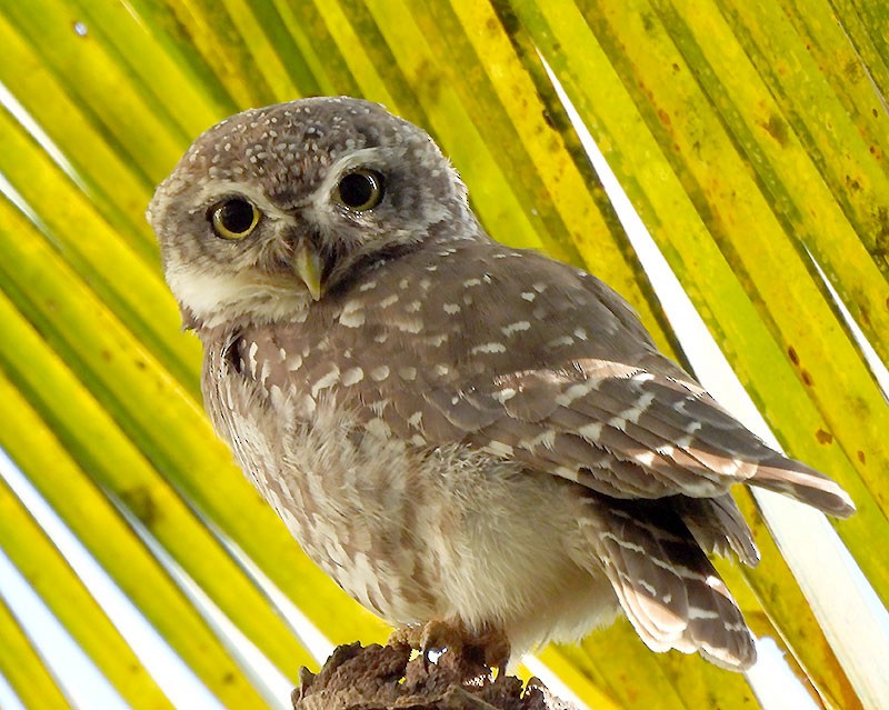 tempelugle - ML644397333