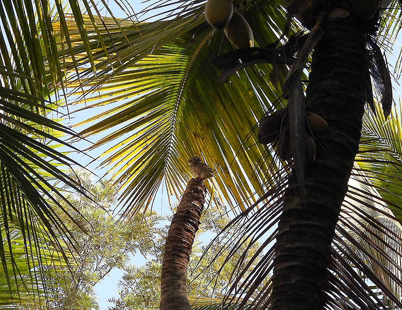 tempelugle - ML644397334