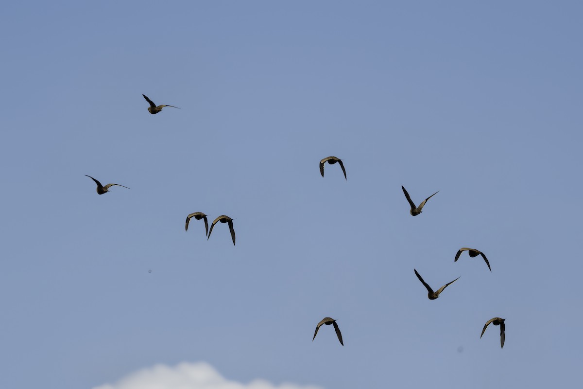 Ganga azpiarrea - ML644397335