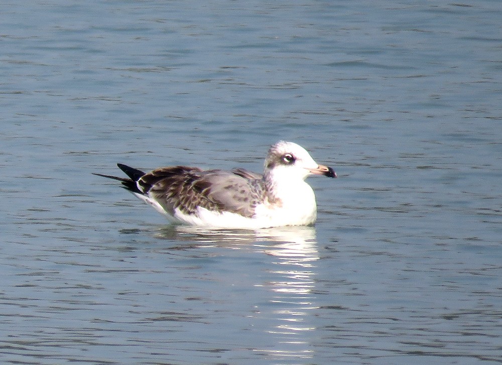 racek velký - ML644397337