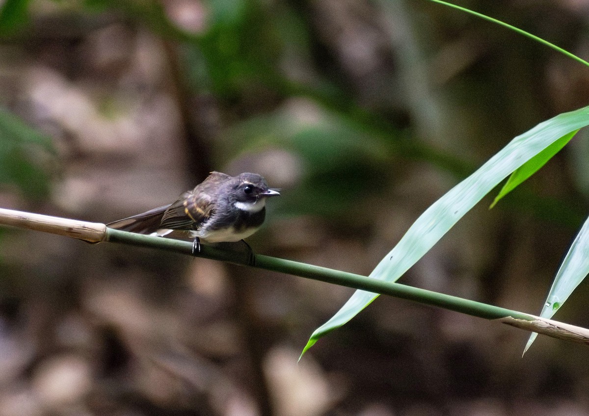 Malaysian Pied-Fantail - ML644397339