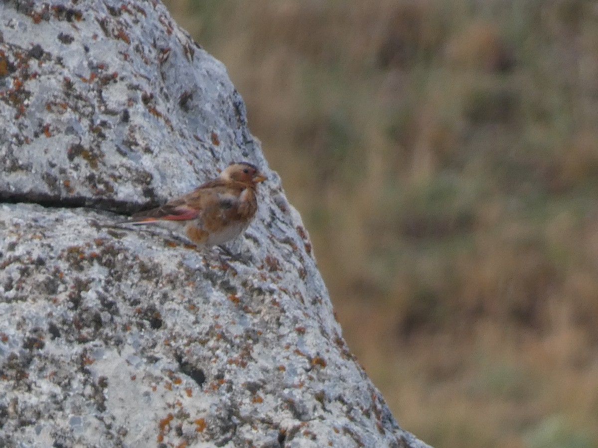 Crimson-winged Finch - ML644397342