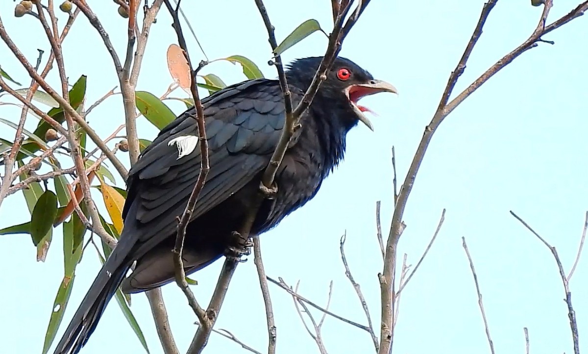 Pacific Koel - ML644397343