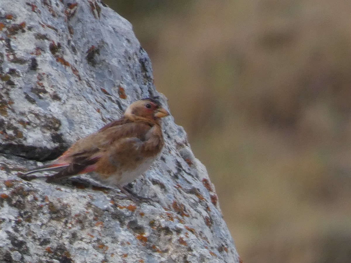 Crimson-winged Finch - ML644397344