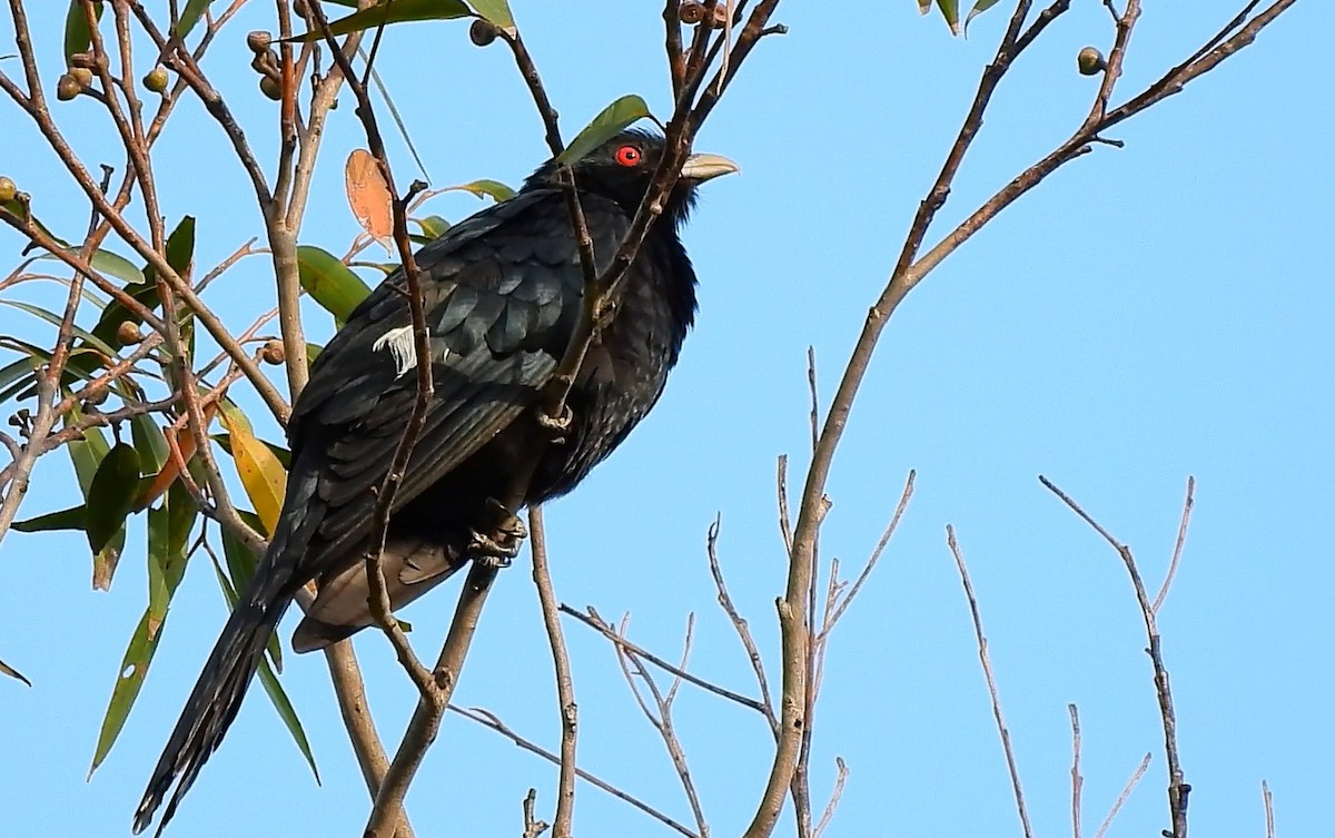Pacific Koel - ML644397345