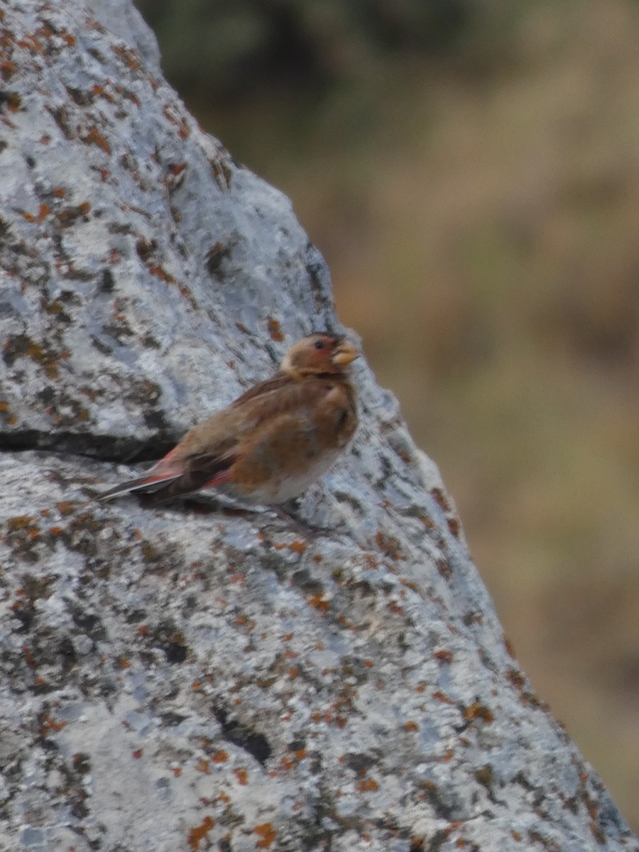 Crimson-winged Finch - ML644397348