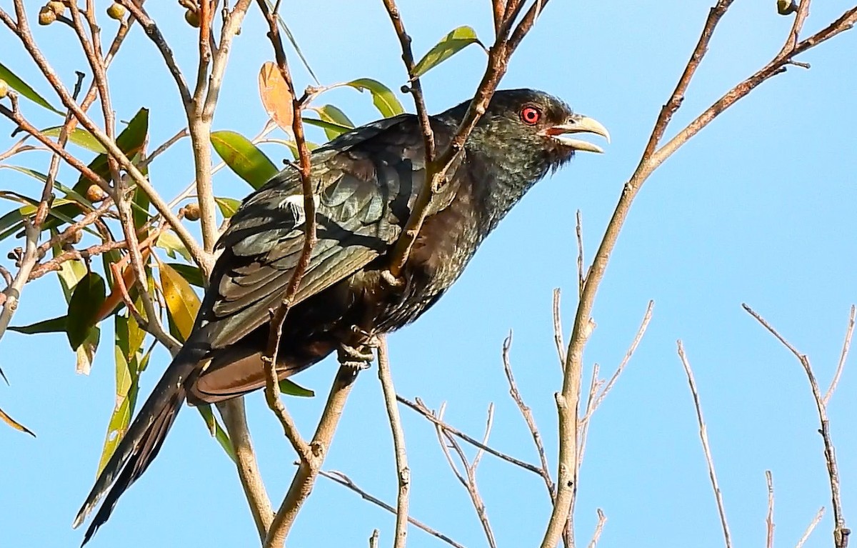 Pacific Koel - ML644397349