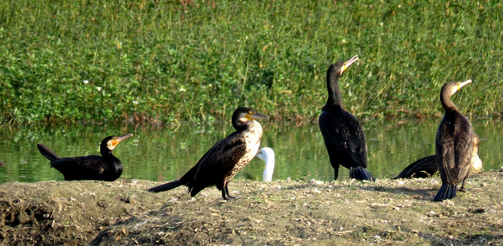 storskarv - ML644397350