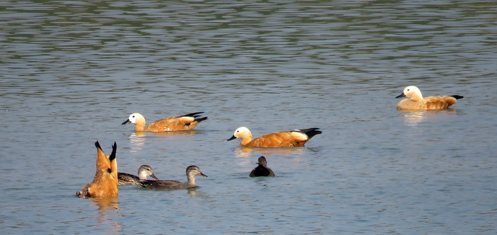 husice rezavá - ML644397356