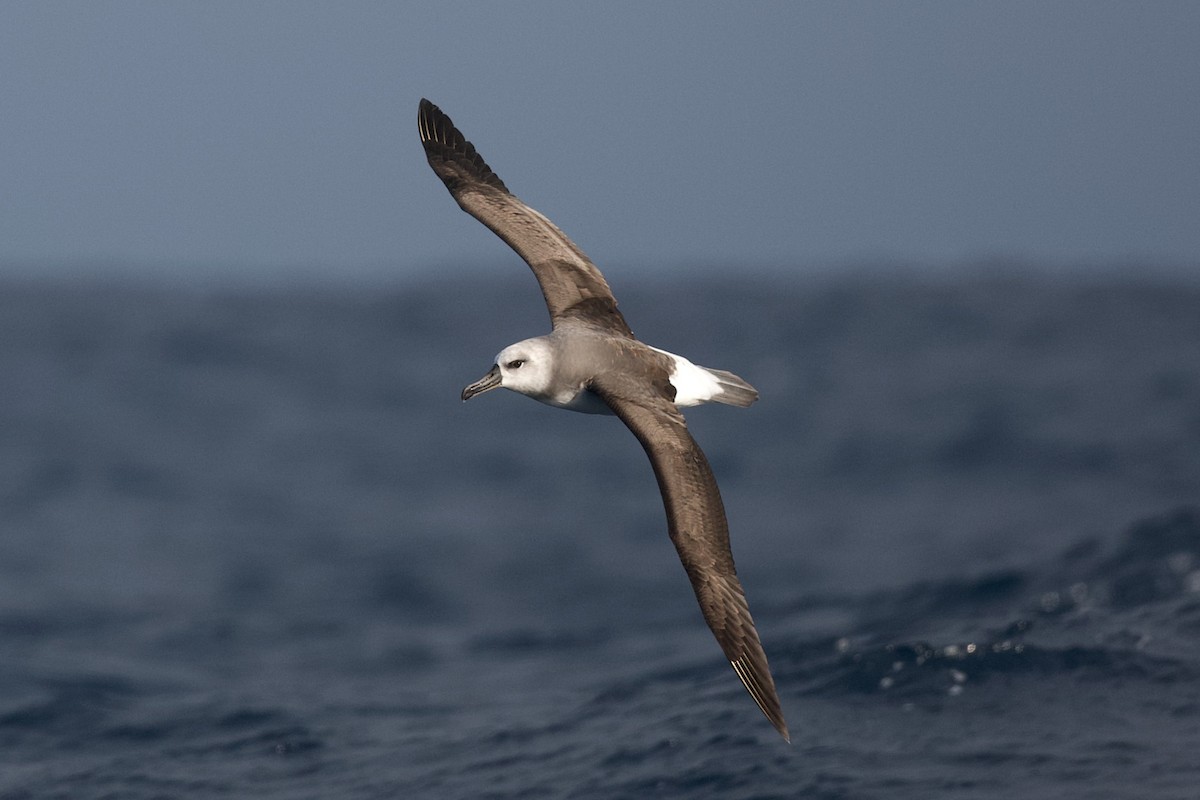 Boz Başlı Albatros - ML644397357