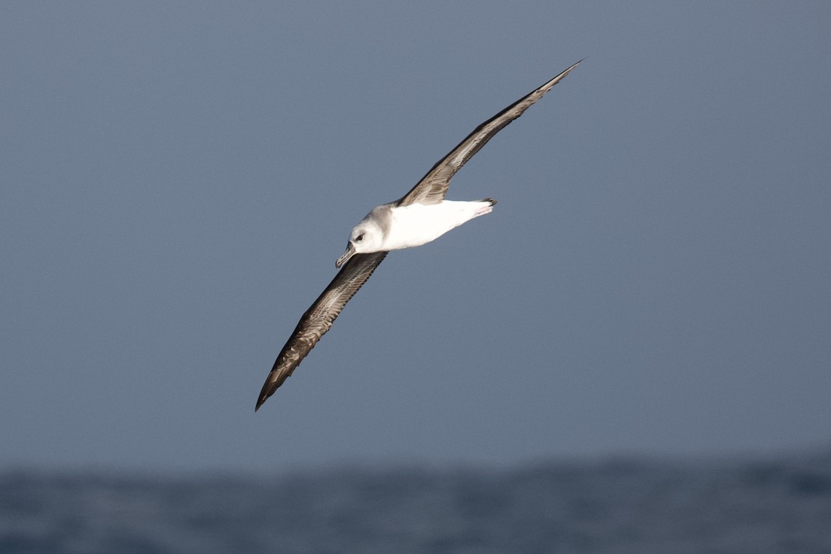 Boz Başlı Albatros - ML644397358