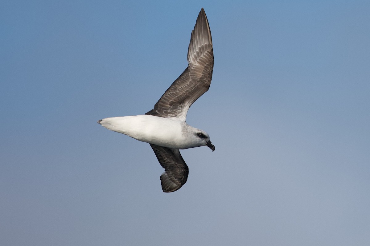 White-headed Petrel - ML644397360