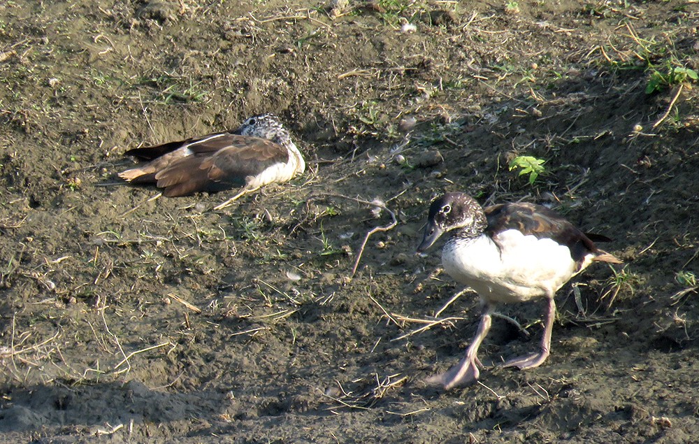 pižmovka hřebenatá - ML644397361