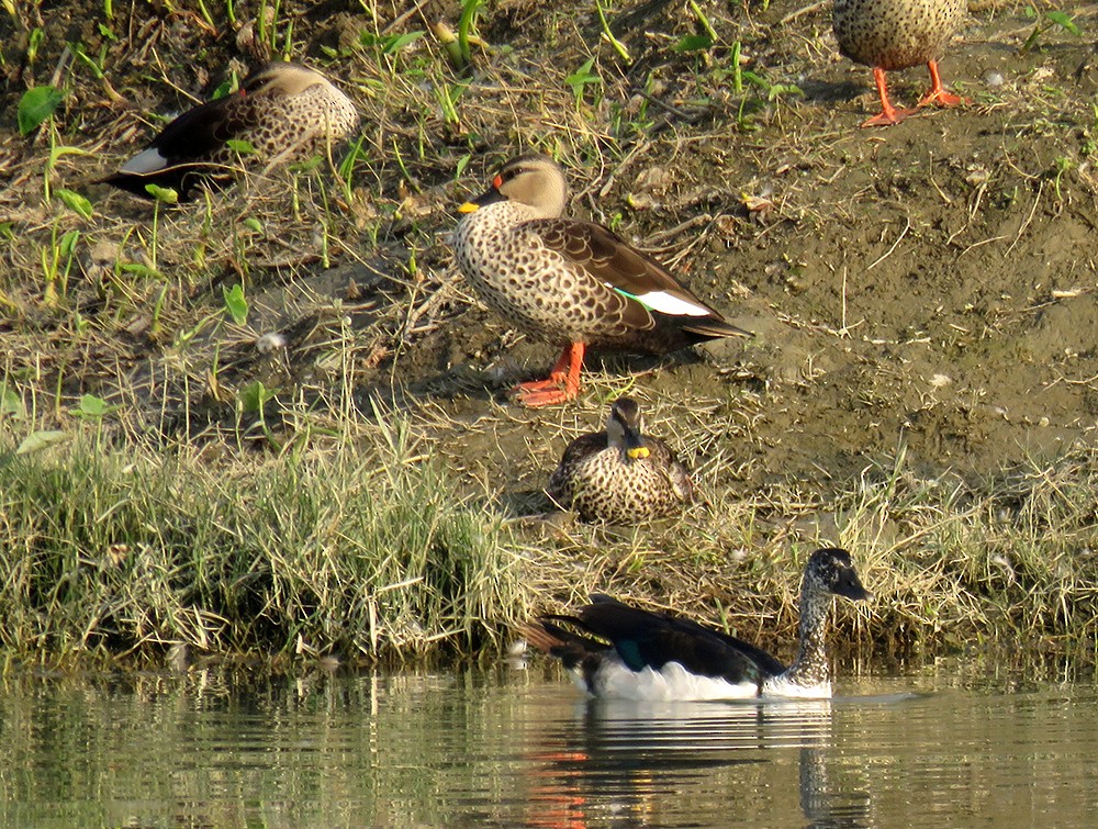 kachna skvrnozobá - ML644397362