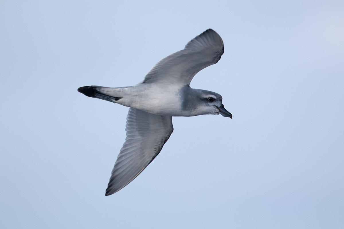 buřňák širokozobý - ML644397365