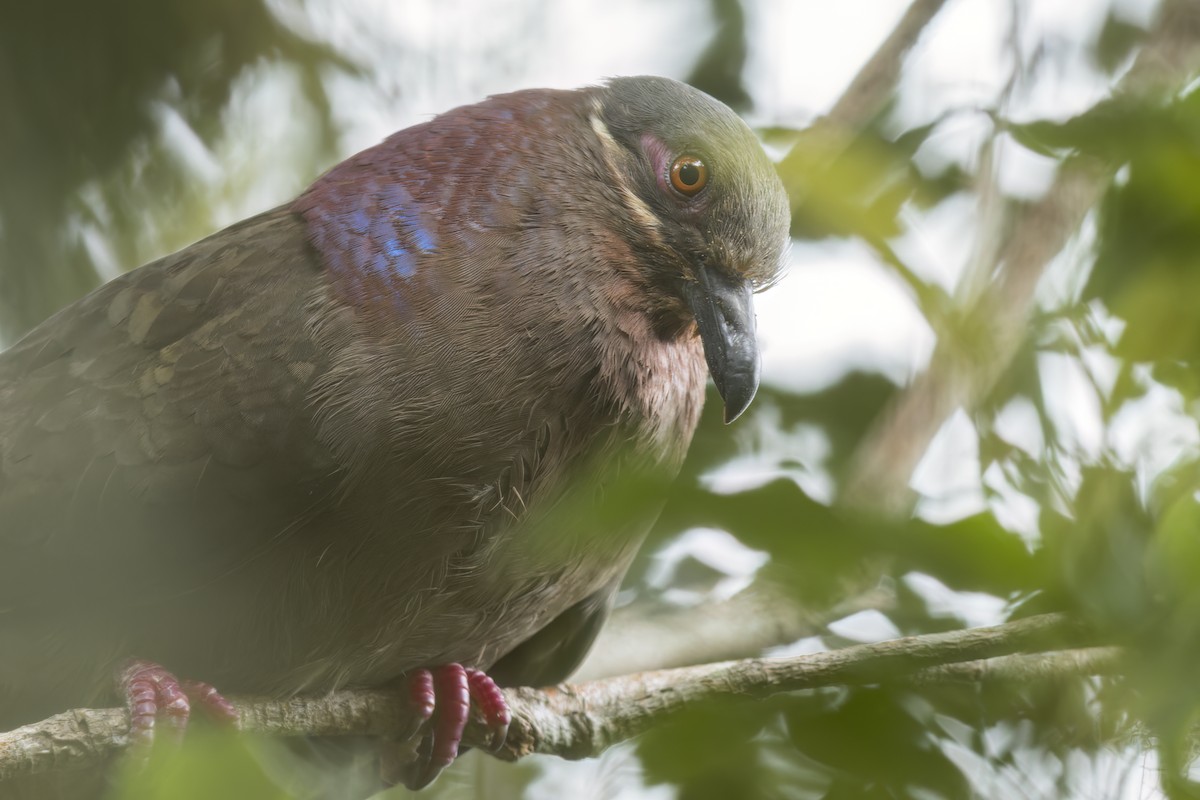 Ametist Esmer Kumrusu - ML644397366