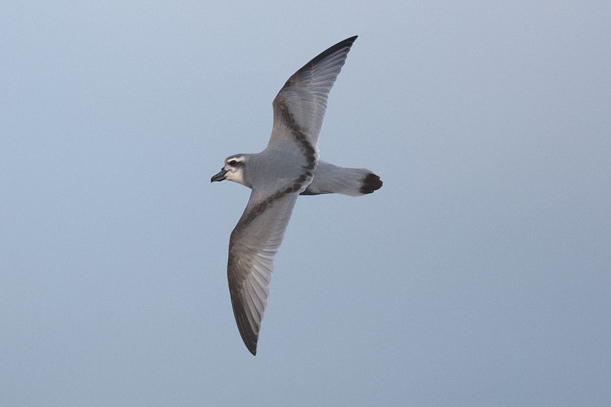 buřňák širokozobý - ML644397368