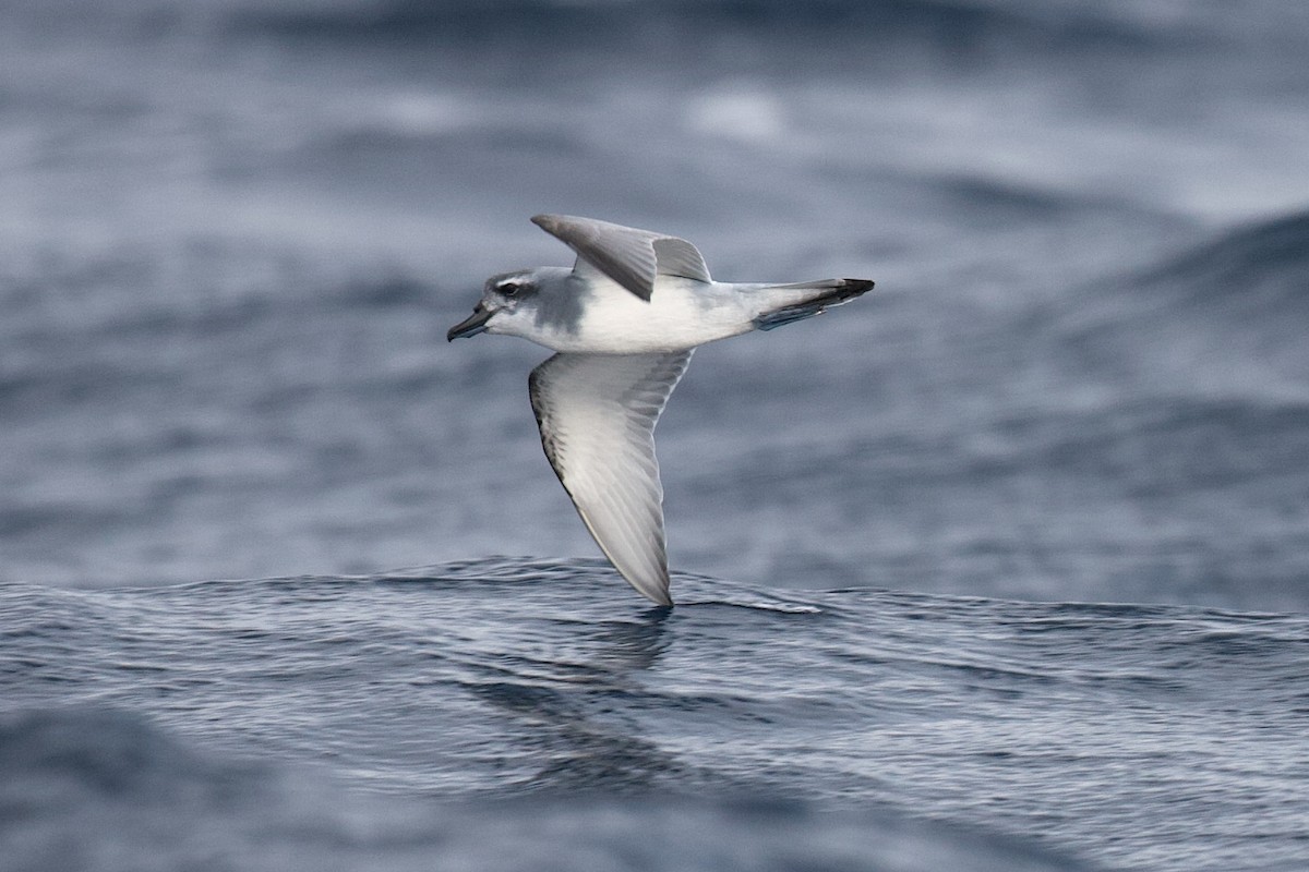 buřňák širokozobý - ML644397369