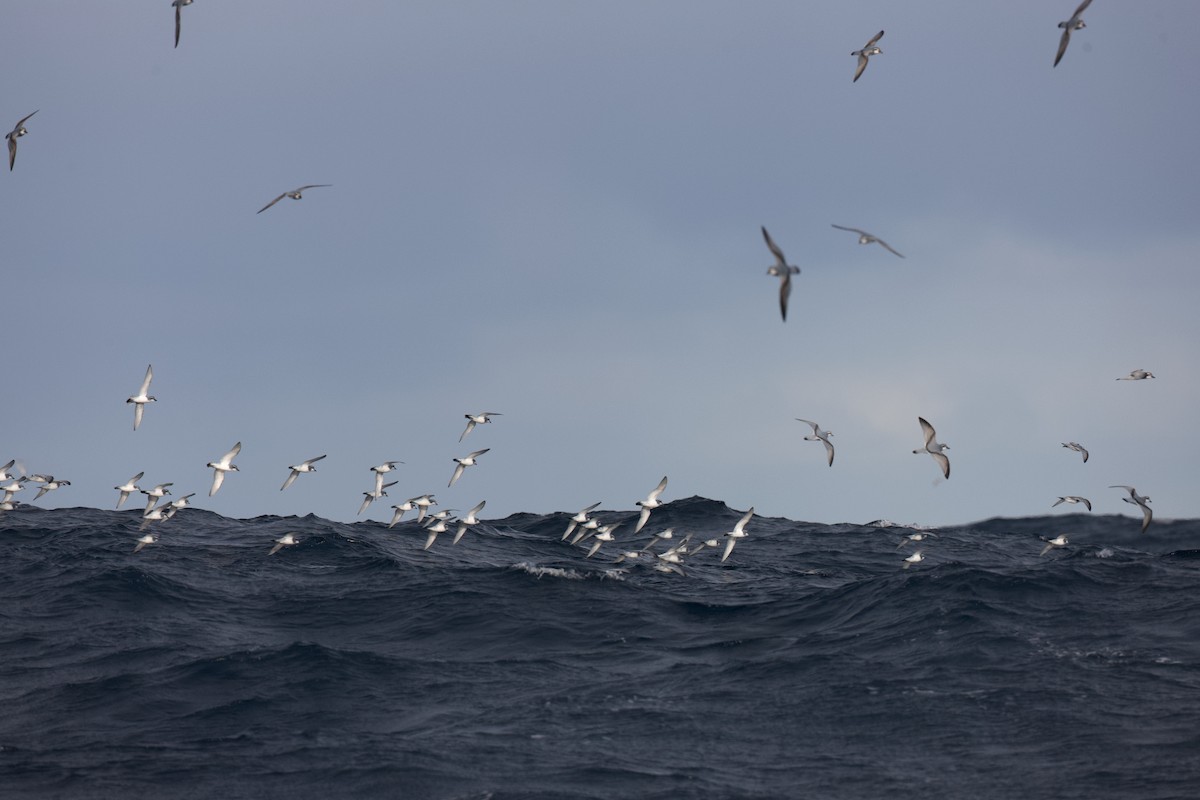 buřňák širokozobý - ML644397370