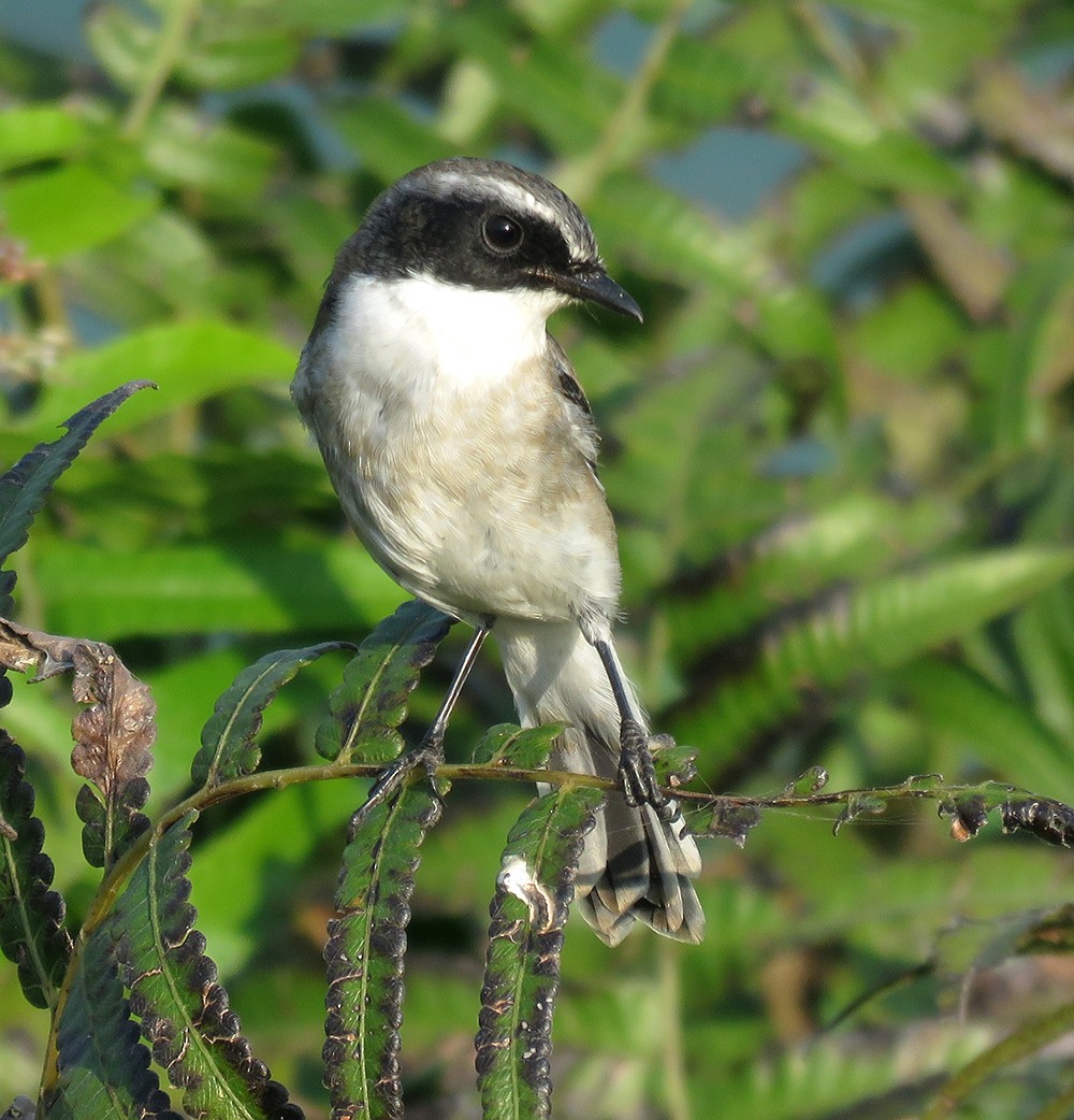 Gray Bushchat - ML644397371