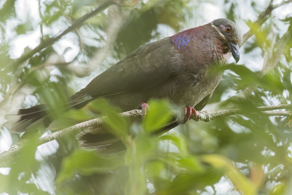 Ametist Esmer Kumrusu - ML644397373