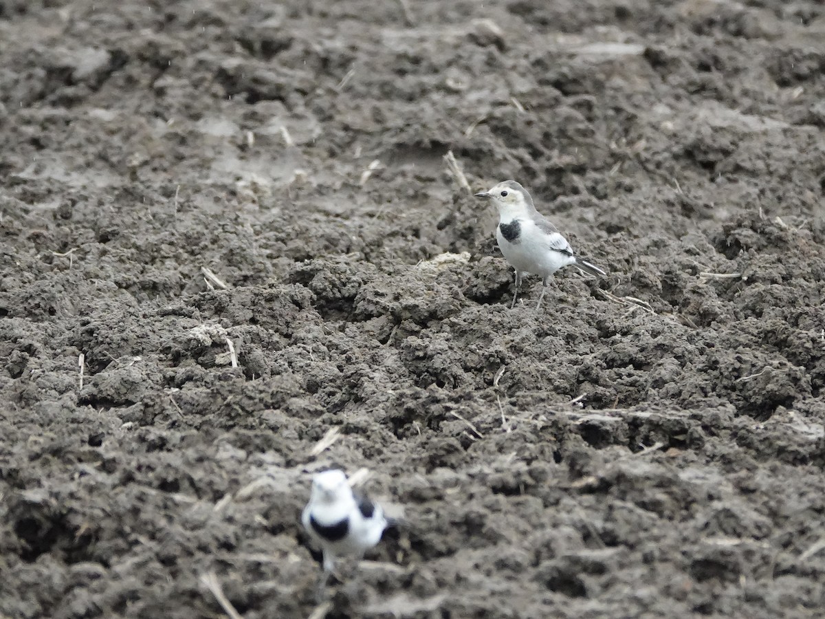 Bachstelze - ML644397377