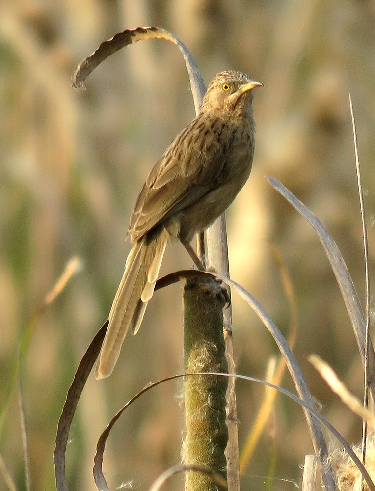 Striated Babbler - ML644397378