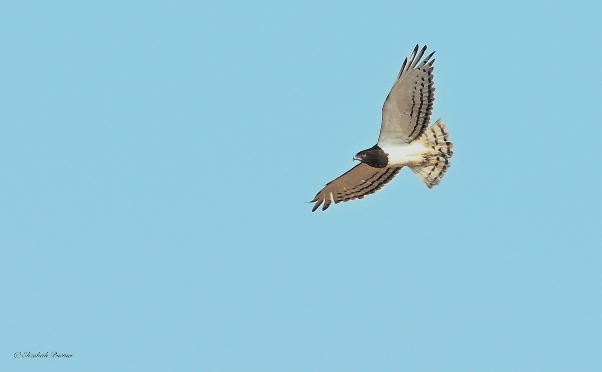 Black-chested Snake-Eagle - ML644397382