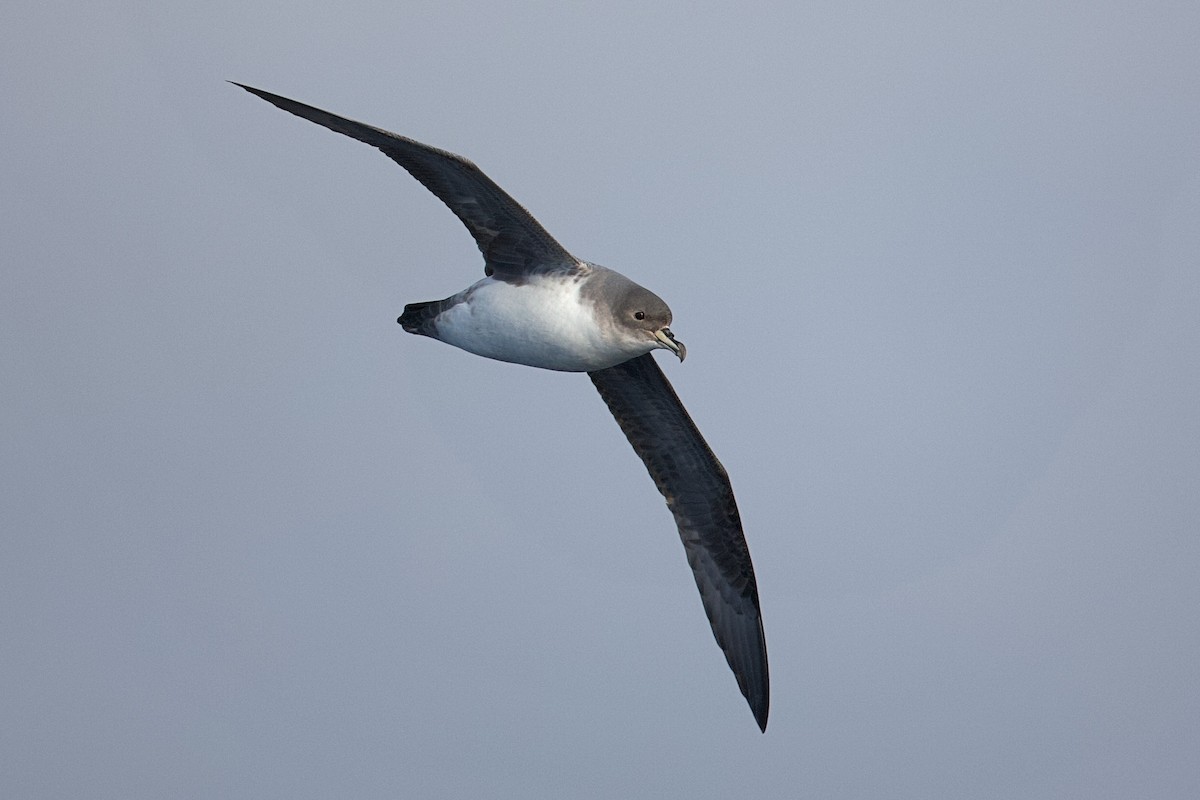 Gray Petrel - ML644397383