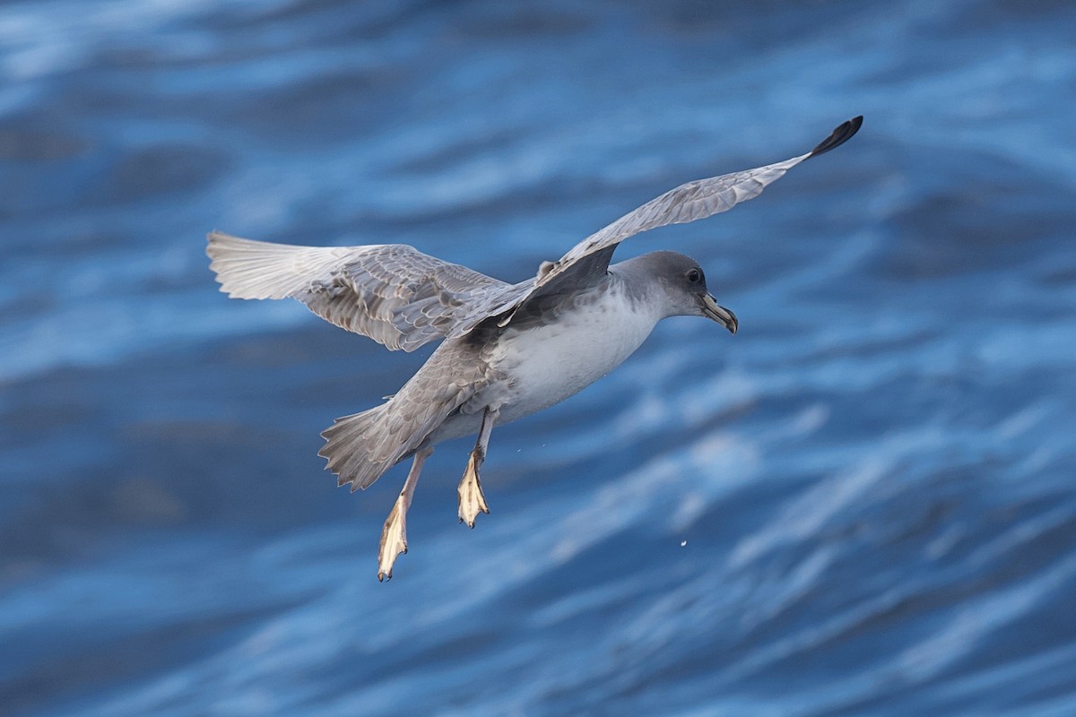Gray Petrel - ML644397384