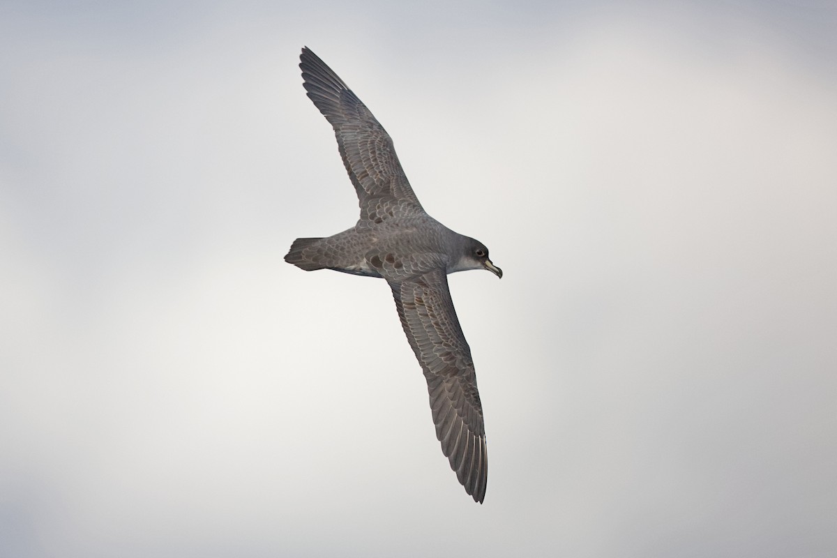 Gray Petrel - ML644397385