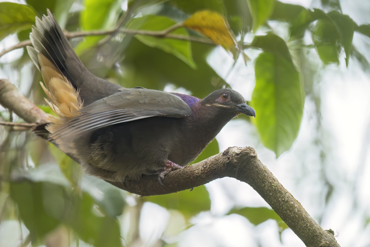 Ametist Esmer Kumrusu - ML644397386