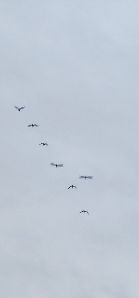 storskarv - ML644397387