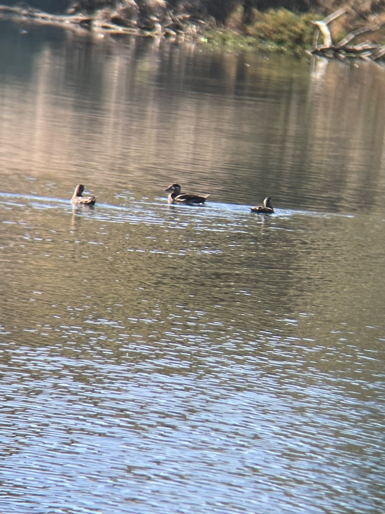 アラナミキンクロ - ML644397388