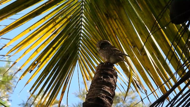 sýček brahmínský - ML644397394