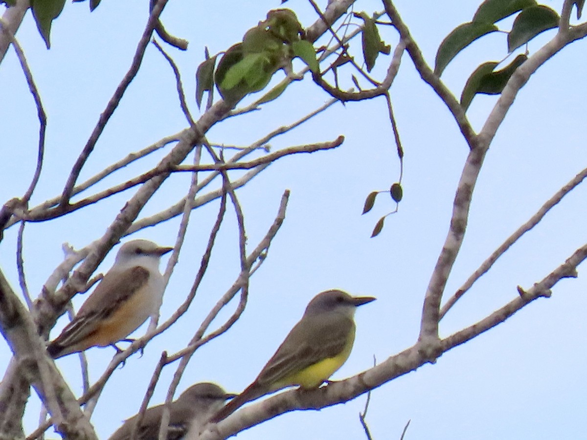 tropekongetyrann - ML644397396