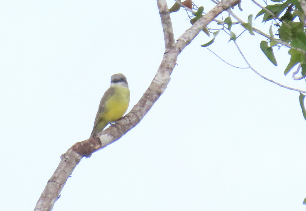 tropekongetyrann - ML644397397