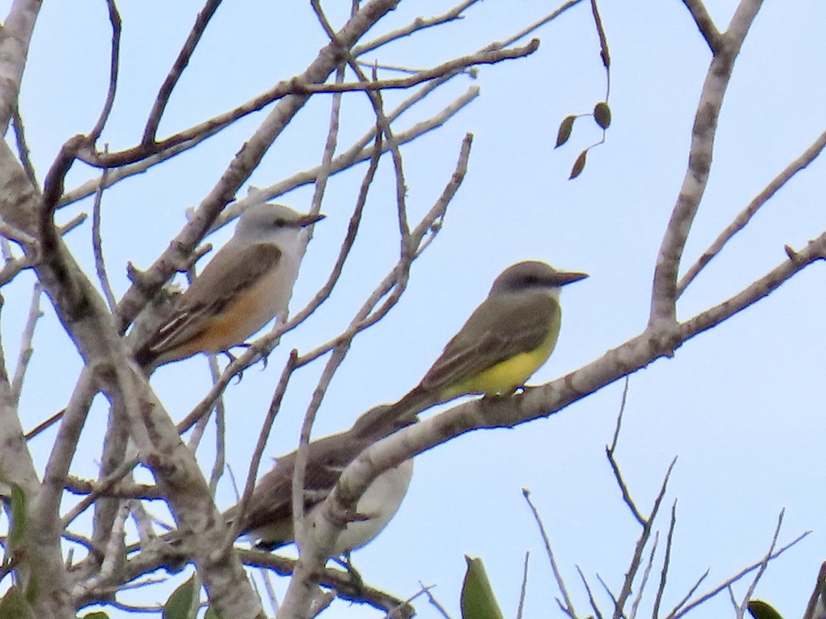 tropekongetyrann - ML644397398