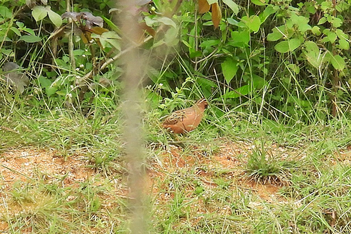 Jungle Bush-Quail - ML644397408