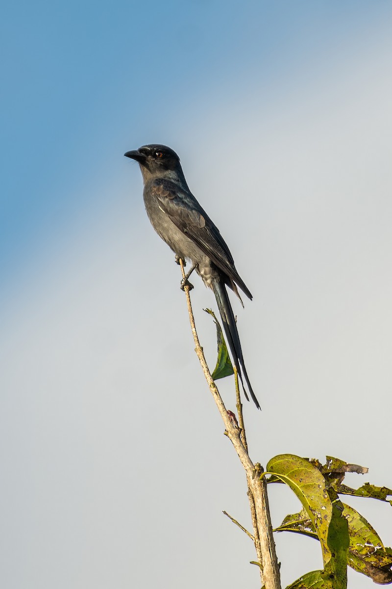 Үнсэн доронго - ML644397431