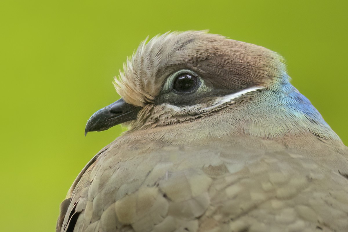 White-eared Brown-Dove - ML644397439