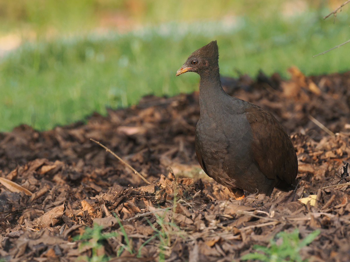 Mégapode de Reinwardt - ML644397443