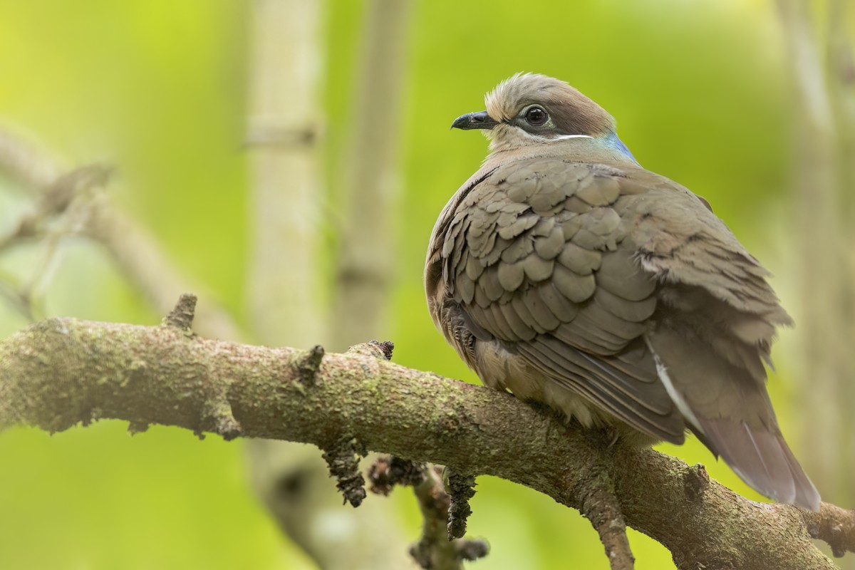 White-eared Brown-Dove - ML644397445