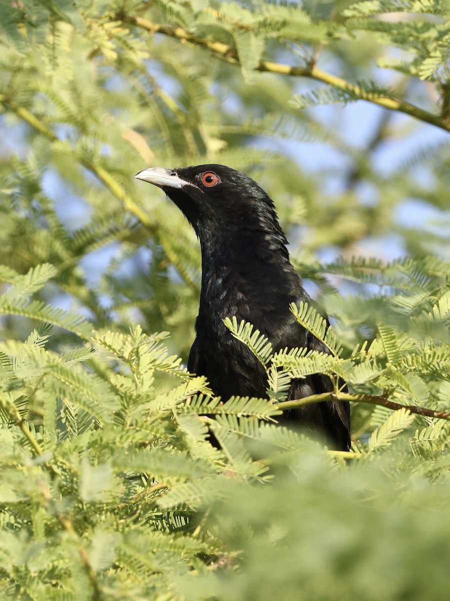 Asian Koel - ML644397451