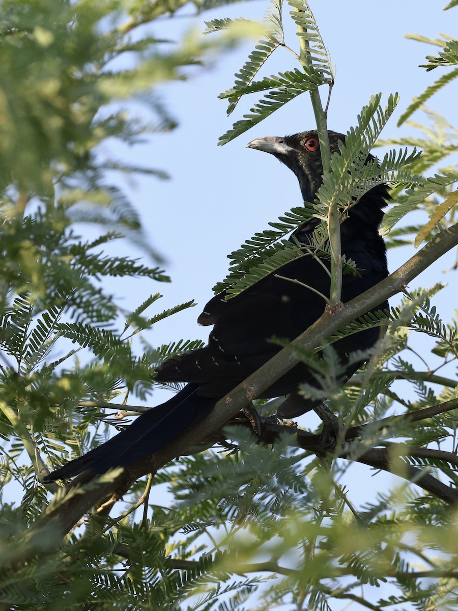 Asian Koel - ML644397452
