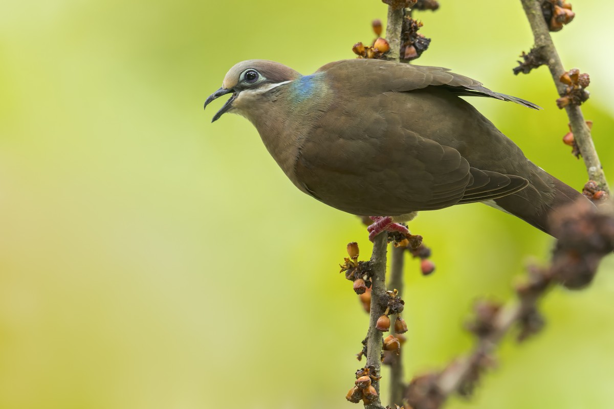 White-eared Brown-Dove - ML644397454