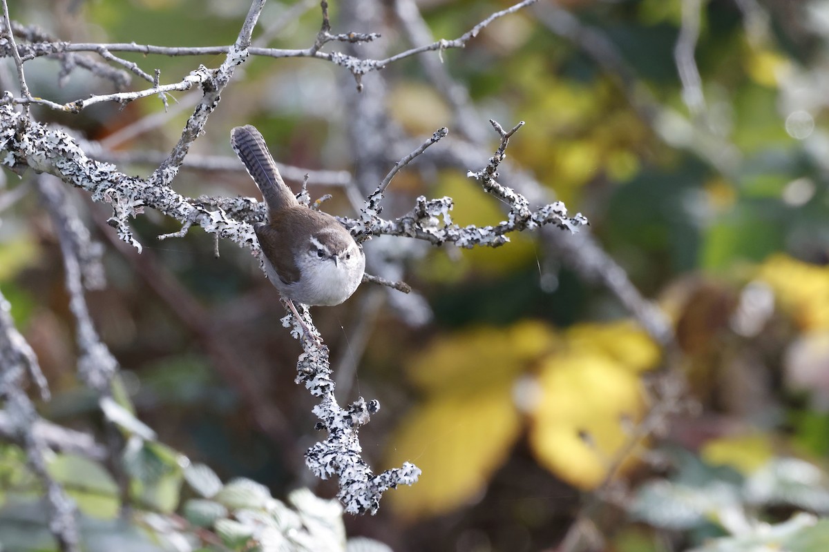 Bewick's Wren - ML644397455